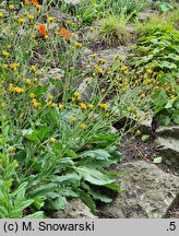 Hieracium alatum (jastrzębiec oskrzydlony)