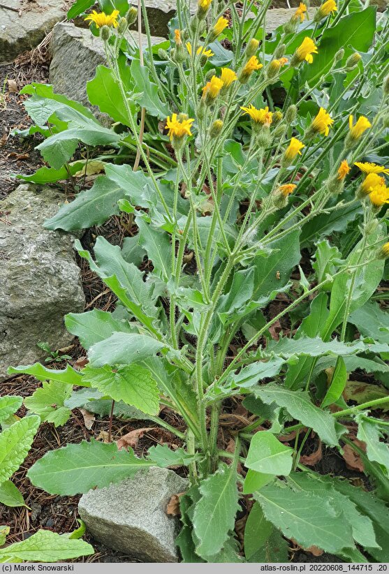 Hieracium alatum (jastrzębiec oskrzydlony)