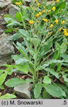 Hieracium alatum (jastrzębiec oskrzydlony)