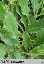 Hieracium alatum (jastrzębiec oskrzydlony)