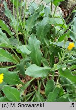 Hieracium alatum (jastrzębiec oskrzydlony)