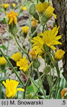 Hieracium alatum (jastrzębiec oskrzydlony)