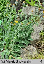 Hieracium alpinum agg. (jastrzębiec alpejski agg.)