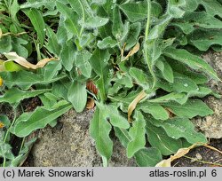 Hieracium alpinum agg. (jastrzębiec alpejski agg.)