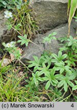 Potentilla alchemilloides (pięciornik przywrotnikowaty)