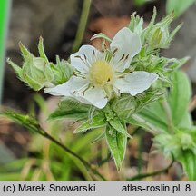 Potentilla alchemilloides (pięciornik przywrotnikowaty)