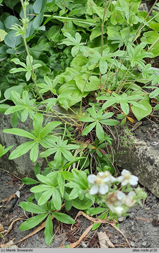 Potentilla alchemilloides (pięciornik przywrotnikowaty)