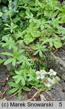 Potentilla alchemilloides (pięciornik przywrotnikowaty)