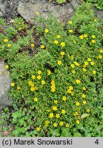 Helianthemum lunulatum