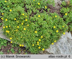 Helianthemum lunulatum