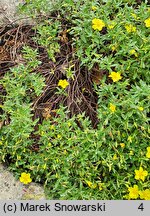 Helianthemum lunulatum