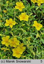 Helianthemum lunulatum