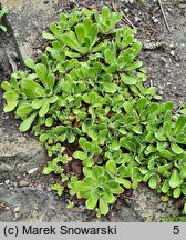 Saxifraga cotyledon (skalnica liścieniolistna)