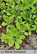 Saxifraga cotyledon (skalnica liścieniolistna)