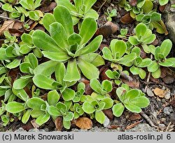 Saxifraga cotyledon (skalnica liścieniolistna)