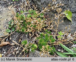 Draba haynaldii (głodek Haynalda)