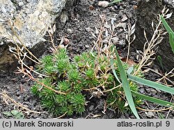 Draba haynaldii (głodek Haynalda)