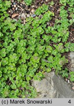 Teucrium pyrenaicum (ożanka pirenejska)