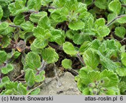 Teucrium pyrenaicum (ożanka pirenejska)