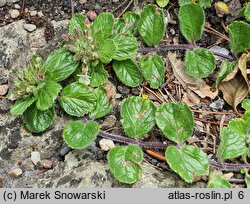 Teucrium pyrenaicum (ożanka pirenejska)