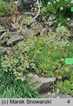 Saxifraga hostii (skalnica Hosta)