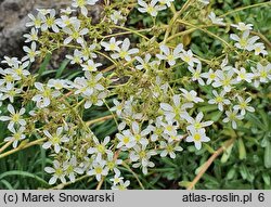 Saxifraga hostii (skalnica Hosta)