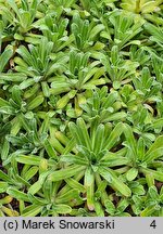 Saxifraga hostii (skalnica Hosta)