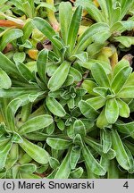 Saxifraga hostii (skalnica Hosta)