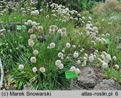 Armeria rhodopea (zawciąg rodopski)