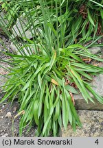 Armeria rhodopea (zawciąg rodopski)