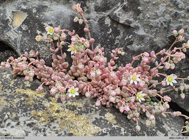 Sedum dasyphyllum (rozchodnik brodawkowaty)