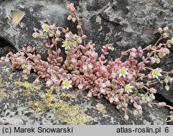 Sedum dasyphyllum (rozchodnik brodawkowaty)