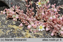 Sedum dasyphyllum (rozchodnik brodawkowaty)