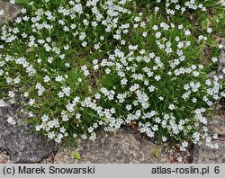 Arenaria kotschyana