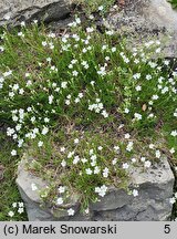 Arenaria kotschyana