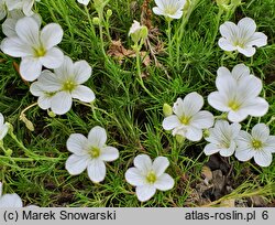 Arenaria kotschyana