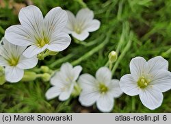 Arenaria kotschyana