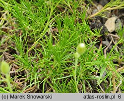 Arenaria kotschyana