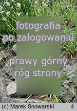 Ranunculus gramineus (jaskier trawiasty)