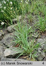 Ranunculus gramineus (jaskier trawiasty)