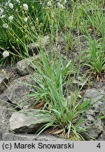 Ranunculus gramineus (jaskier trawiasty)