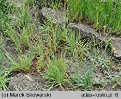 Ranunculus gramineus (jaskier trawiasty)