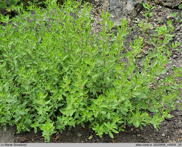 Monardella odoratissima (monardella wonna)