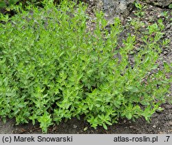 Monardella odoratissima (monardella wonna)