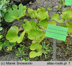 Sanguinaria canadensis (sangwinaria kanadyjska)