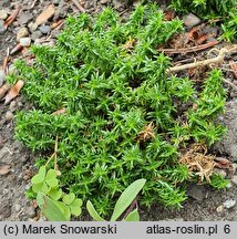 Phlox covillei