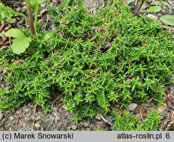 Phlox covillei