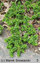 Phlox covillei