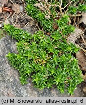 Phlox covillei