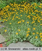 Eriophyllum lanatum (eriofil darniowy)